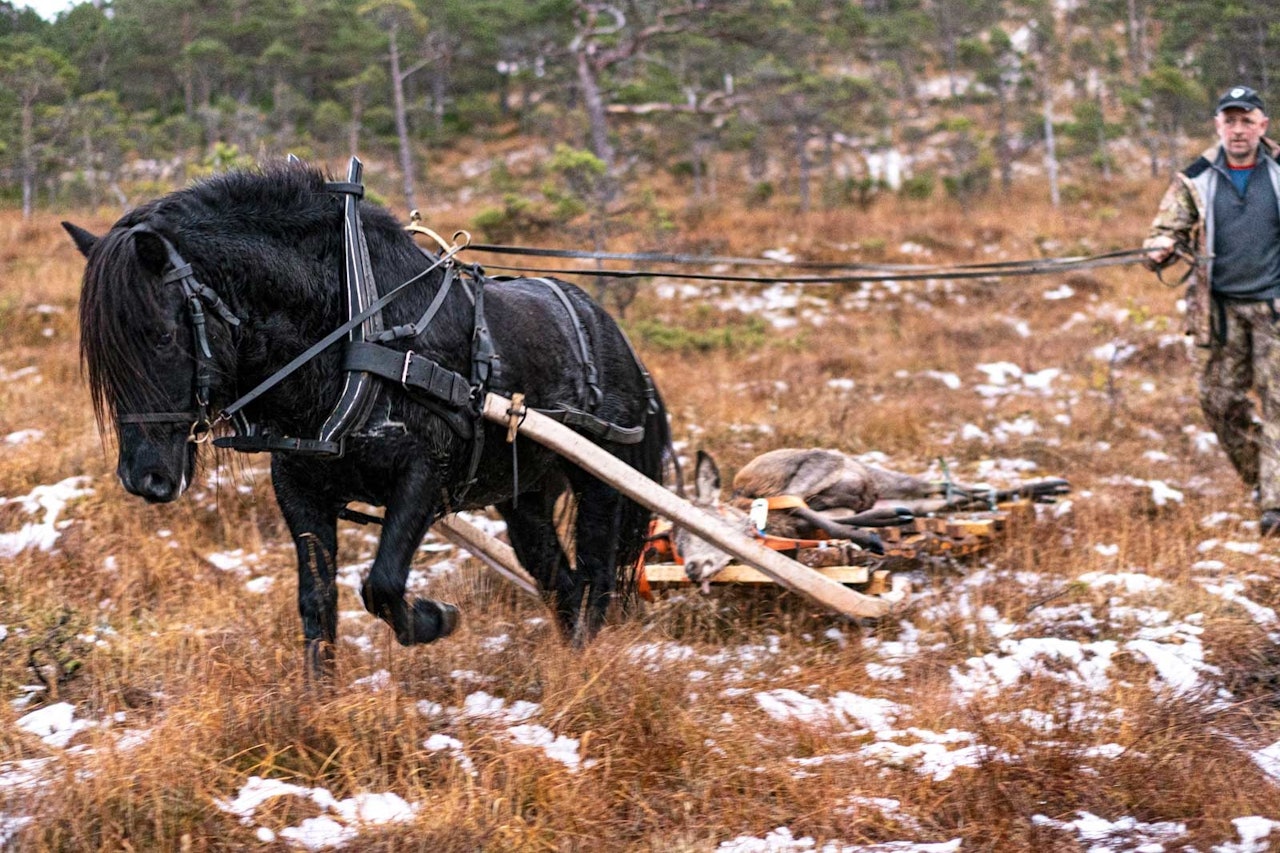 Fyrrige hestekrefter: Nordlandshesten Fyrgutten legger seg i selen mens Asbjørn Larsen vant styrer tømmene.