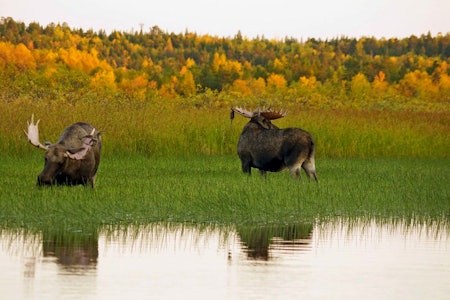 Nordens Alaska: De største oksene i Pasvik er av det virkelige store slaget, og bærer hodepryd som ofte holder til edelt metall. Hardt klima og en stor bjørnestamme er med på å forvalte stammen. Her er det den sterkestes rett som gjelder! Foto: Inge Flaten Elgjakt, elgokse, Sør-Varanger