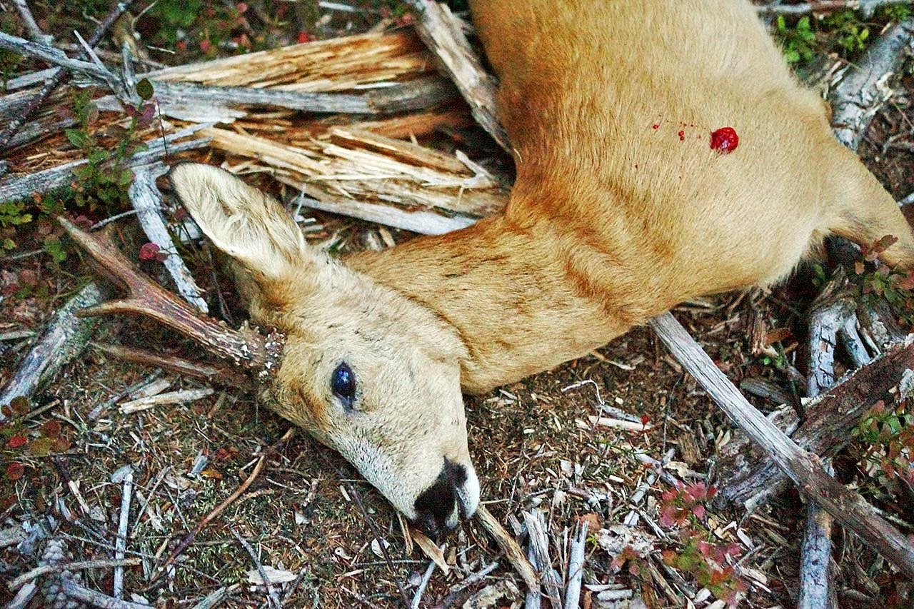 Rifler til jakt på rådyrbukk. Skutt bukk av rådyr.