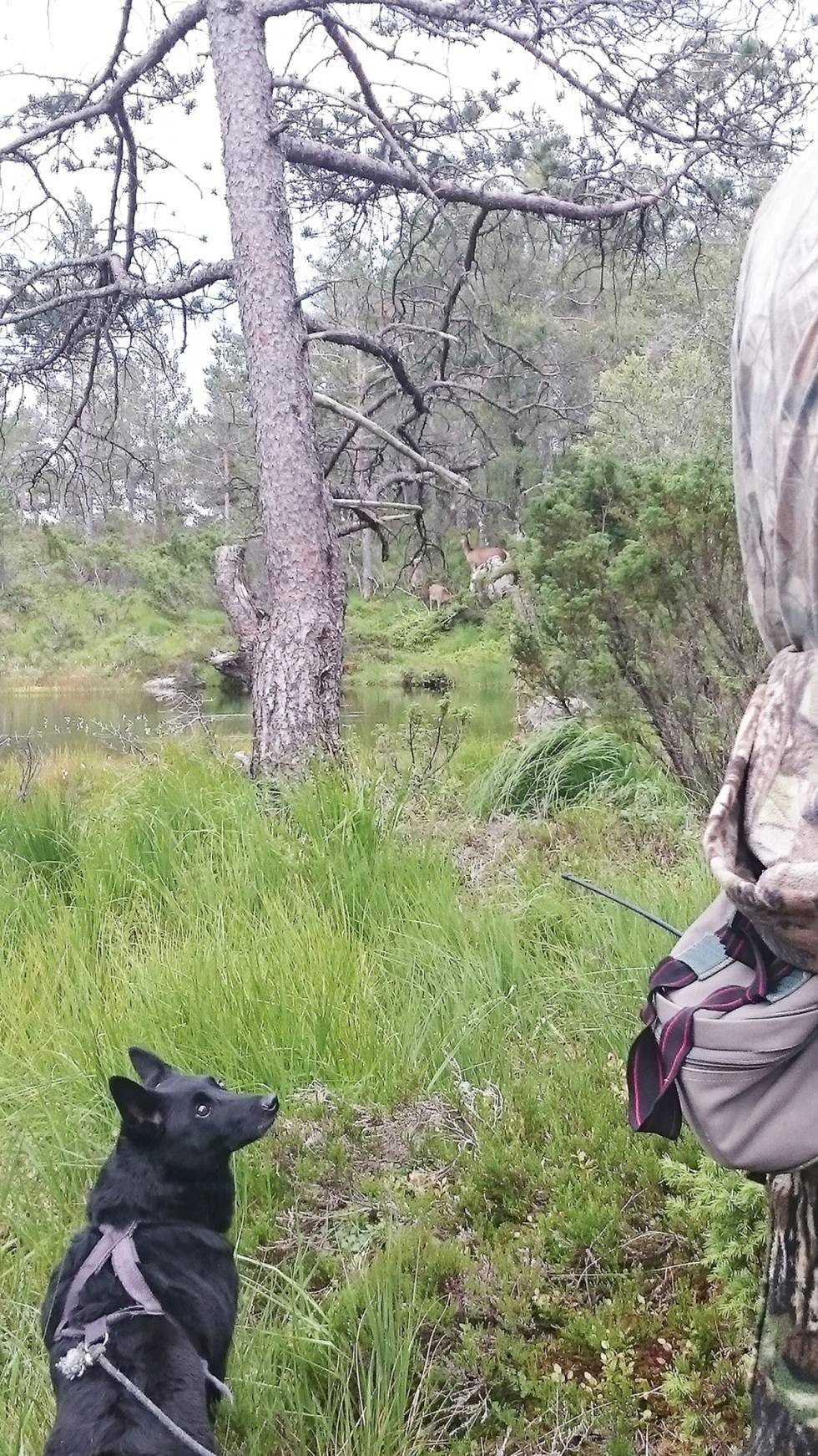 Skal du ikke skyte?: Svarthunden har ført jegeren fram til tre hjort og venter. Foto: Privat