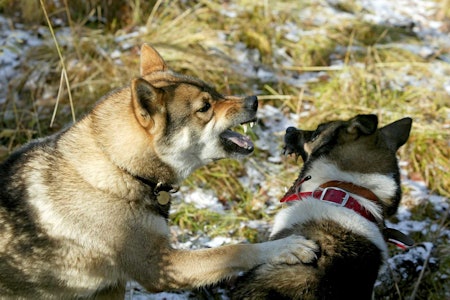 Ampert: På fallet kan det bli hissige diskusjoner om hvem som fortjener byttet. (Ill. foto: Åsgeir Størdal) Ampert: På fallet kan det bli hissige diskusjoner om hvem som fortjener byttet. (Ill. foto: Åsgeir Størdal)