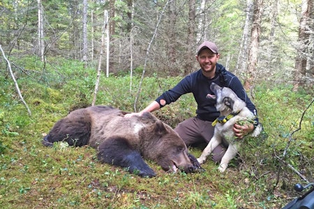 Fokus: Martin Brenne mener fokus og engasjement betyr alt når man skal trene inn en unghund på bjørn. Her sammen med Grom etter vellykket jakt (foto: Martin Brenne) bjørnejeger