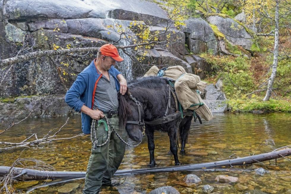 Nære bånd: Det er godt og velfortjent med kos og ros fra far når den verste jobben er unnagjort, syns nordlandshesten Eigerøy Fyrgutten.