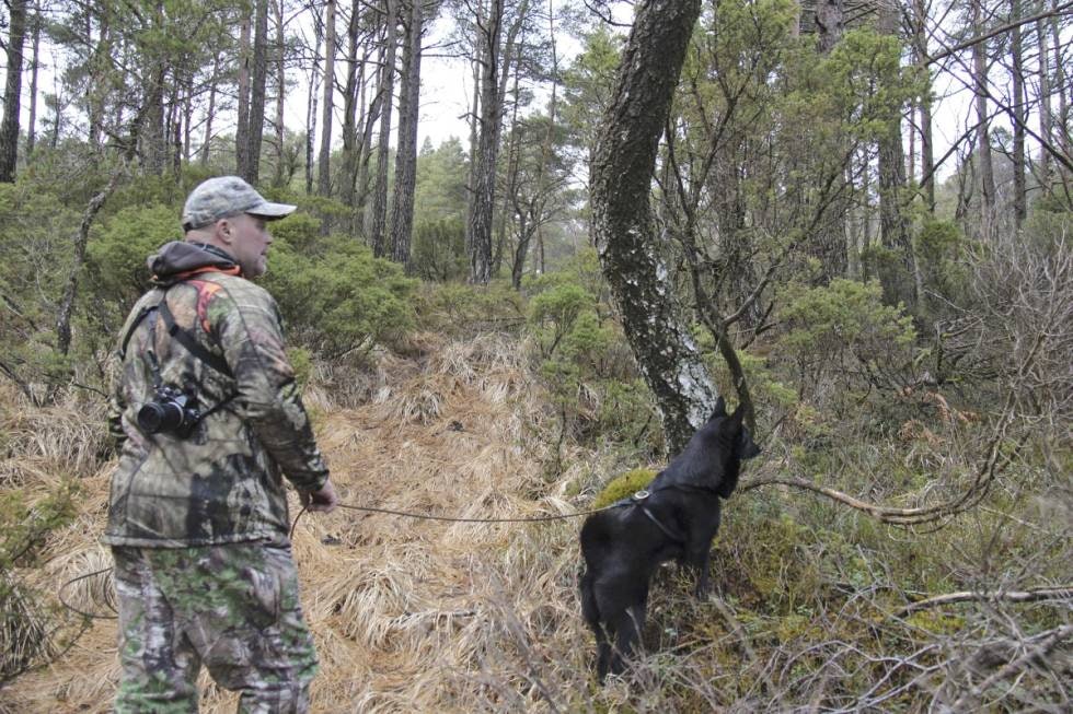 Skogstilvenning: Unghunden skal tidlig bli skogsvant, men Jarle anbefaler å drøye jakttrening til svarthunden er 1,5-2 år.