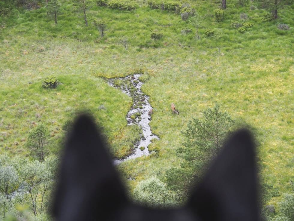 Ro i viltmøtet: En godt trent norsk elghund sort er rolig når den observerer vilt. Her vil du definitivt ikke ha noe piping eller kaving.