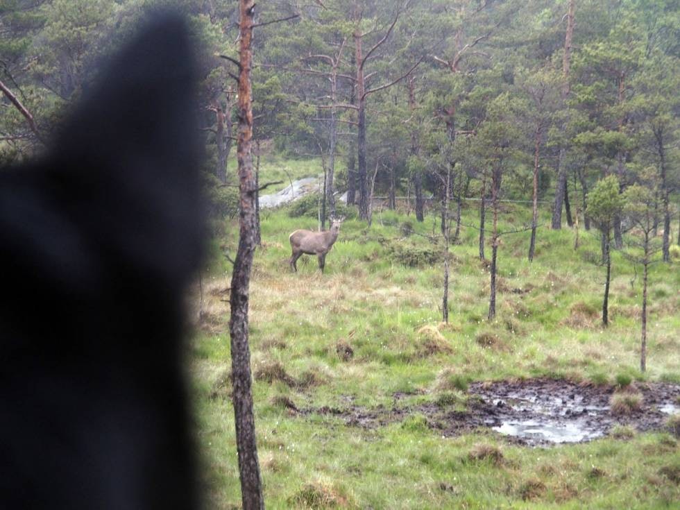 Spennende smyg: Jakt med svarthund kan by på svært spennende situasjoner i nærkontakt med dyr.