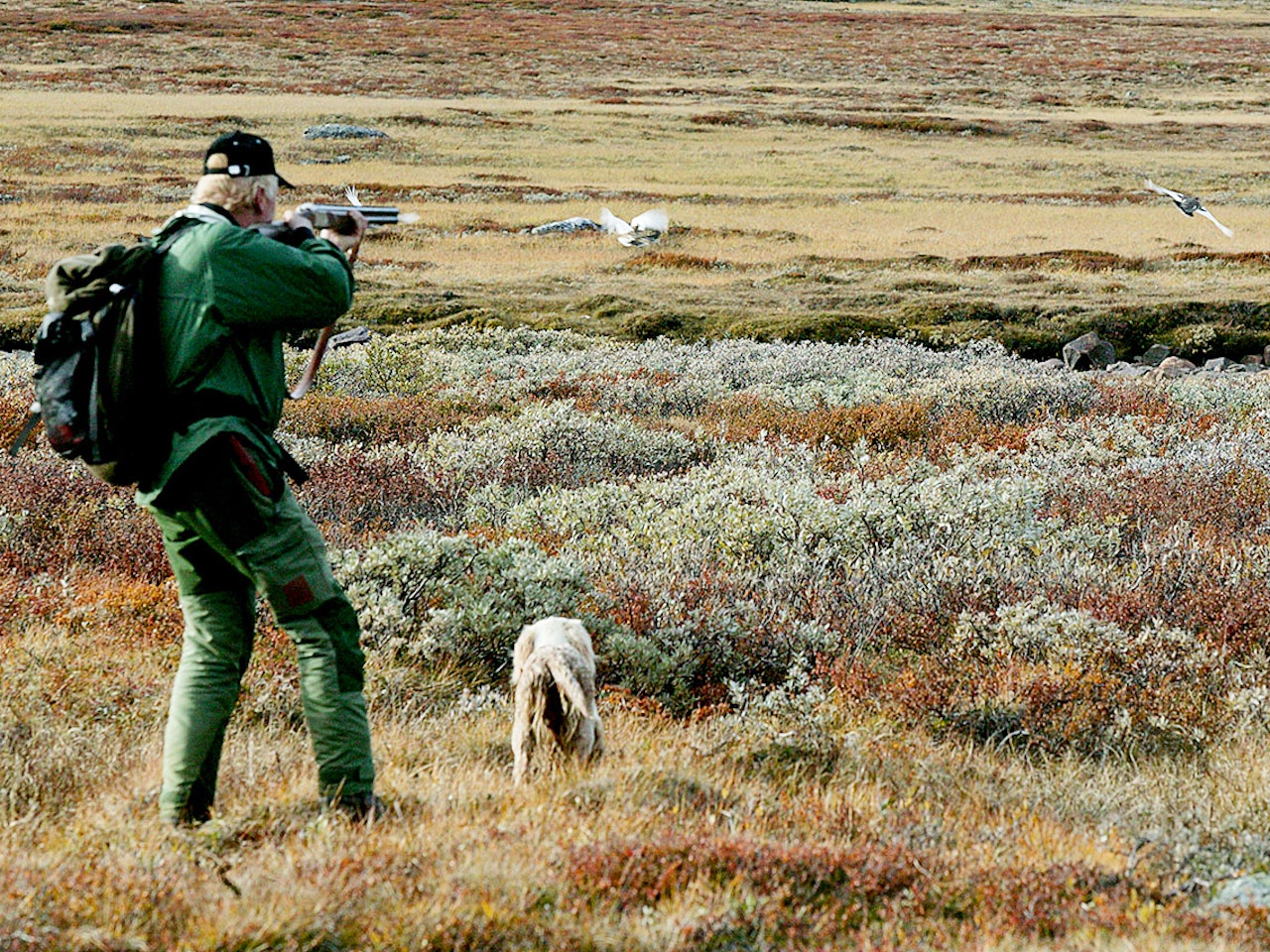 En hund reiser to ryper på rypejakt. Foto: Åsgeir Størdal / JEGER