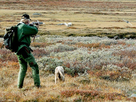 En hund reiser to ryper på rypejakt. Foto: Åsgeir Størdal / JEGER