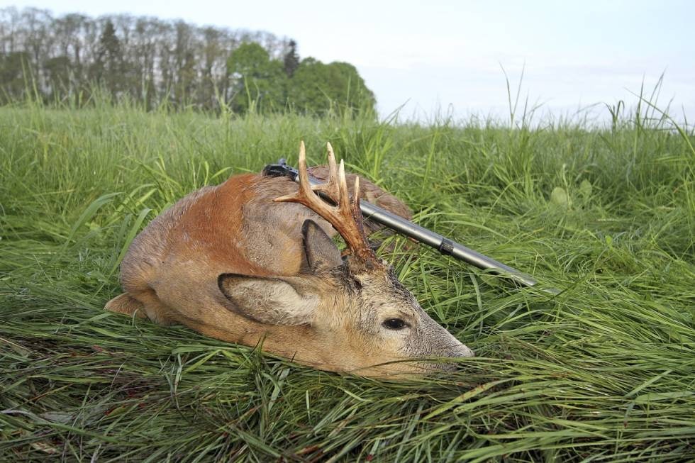 Bukkevalg: Presise treff gjør Norma Bondstrike til en perfekt patron for jakt på råbukk. test Norma Bondstrike jaktammunisjon jaktkuler