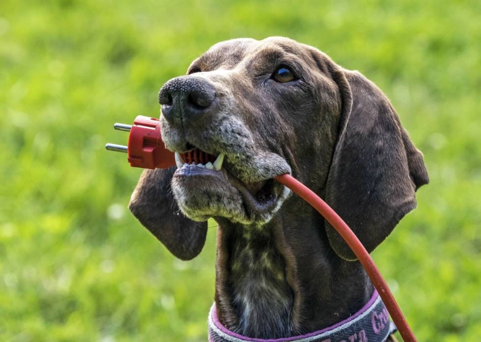 Ingen tyggeleke: Hunder og strømførende ledninger er en skummel kombinasjon. Bruk en tørr stokk for å skille hund og ledning. Sjekk for puls/ pust og gi eventuelt hjerte- og lungeredning.