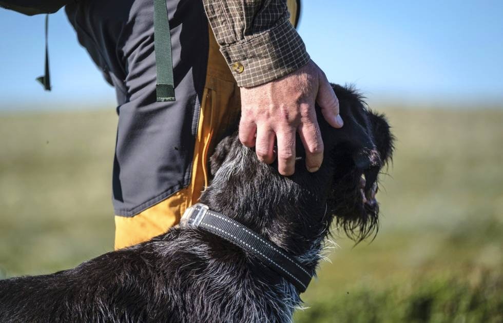 Nyttig nese: En erfaren og trent fuglehund er viktig for et godt takseringsresultat.