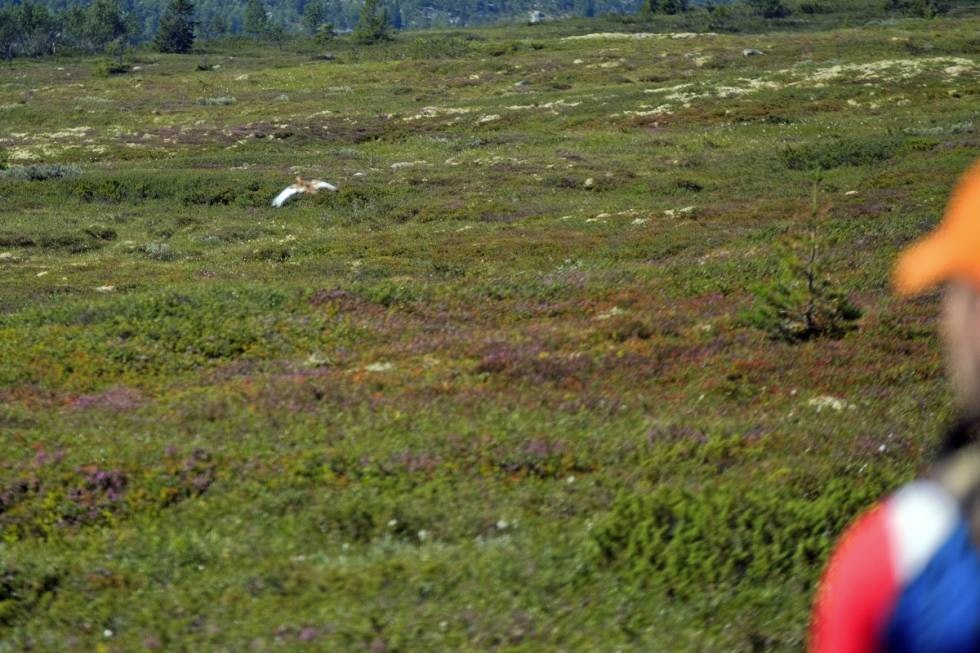 Loggført: – 80 meter, voksen stegg, retning vestover! roper Joakim til Marius. Det er viktig at avstanden til fugl som går opp, blir målt nøyaktig og riktig.