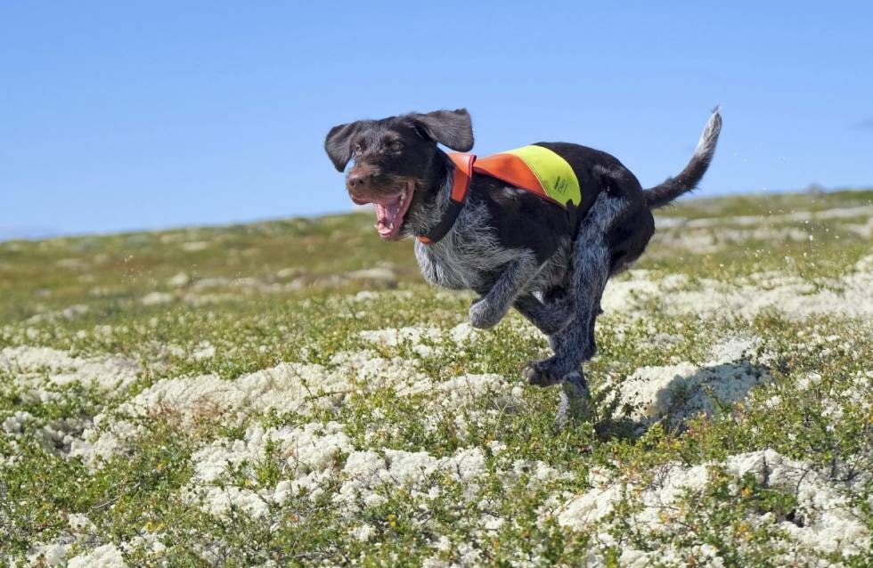 God peiling: Takseringen avhenger av hund og moderne teknologi. Hundens GPS gir svar på hvor langt fra linja fuglene gikk opp.