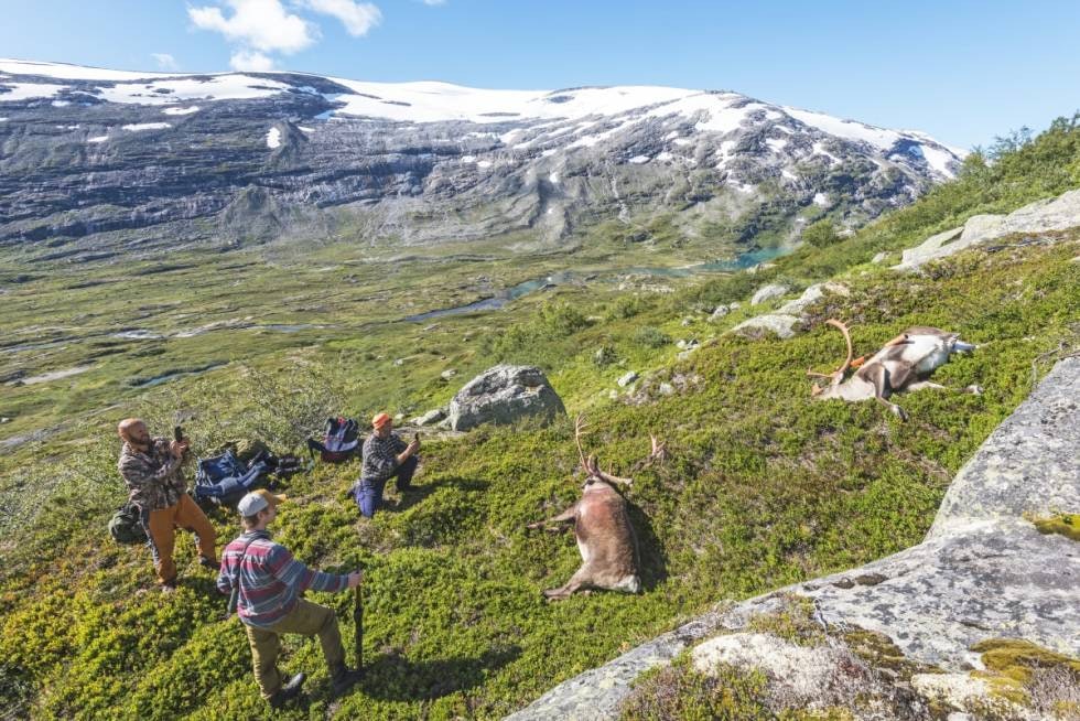 Jakthell: Det er veldig praktisk at bukkene ligger med fem meters avstand. Men Vidar får flå i fred uten innblanding.