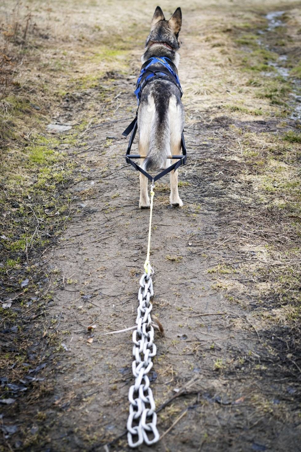 KJETTINGTREKK: En pulksele med påmontert pinnedel tilpasset kjettingtrekk. Bruk gjerne en 70 cm lang taustump og kjetting-samler som på bildet.