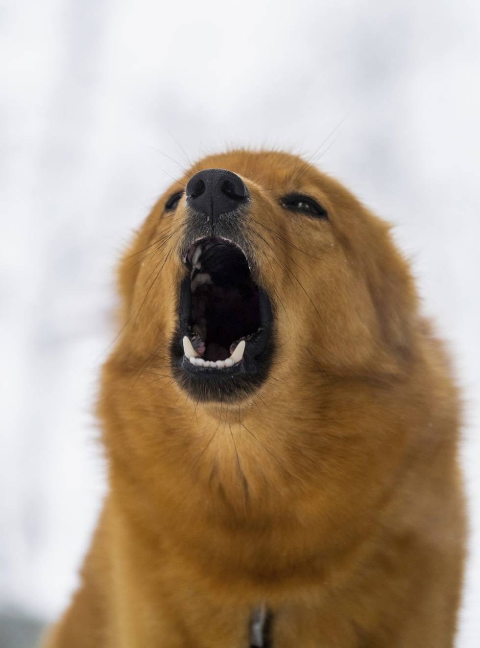 Taletrengt: Finsk spets er en oppvakt, sosial og trivelig hunderase som gjerne har mye på hjertet.