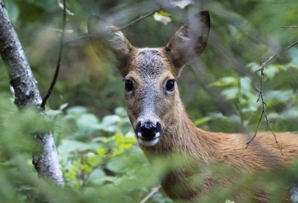 HAGLEAMMUNISJON TIL RÅDYR: Her må man gå ned til blyhagl nummer 2 eller 1 og grovere. rådyr i skogen