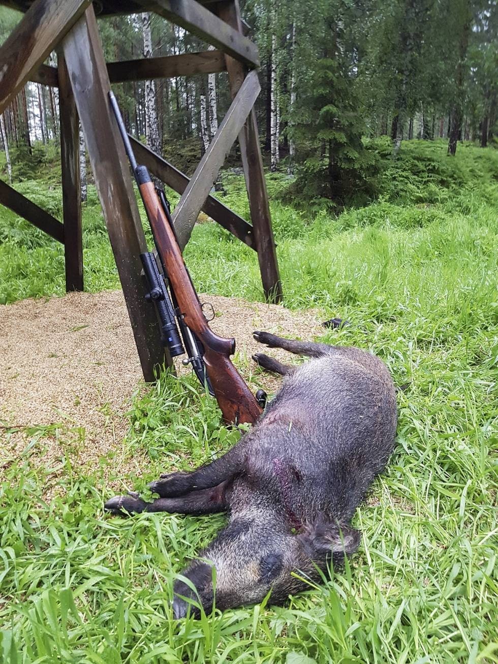 GRIS MED VILTSMAK: Villsvinkjøtt inneholder mer fett enn hjortevilt og tåler ikke noe særlig over et år i fryseren. GRIS MED VILTSMAK: Villsvinkjøtt inneholder mer fett enn hjortevilt og tåler ikke noe særlig over et år i fryseren.