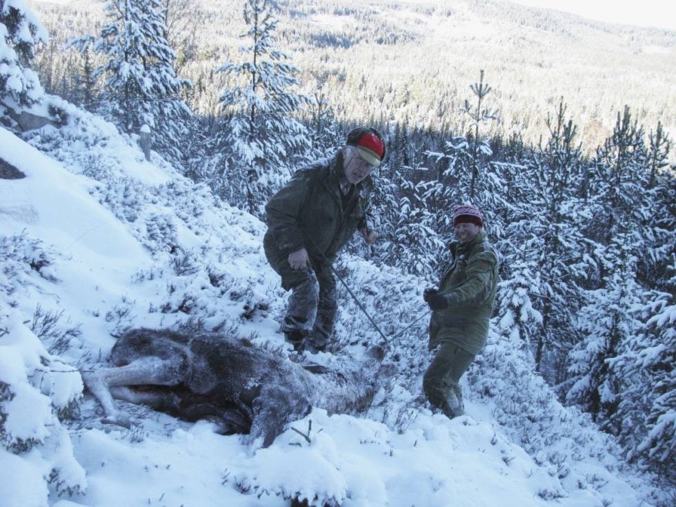 ISKALD UTFORDRING: Det er uheldig at viltslakt blir utsatt for rask nedkjøling og kanskje fryser før mørning. ISKALD UTFORDRING: Det er uheldig at viltslakt blir utsatt for rask nedkjøling og kanskje fryser før mørning.