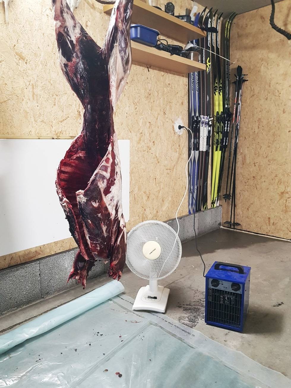 KREVENDE FORHOLD: Optimal mørningstemperatur er 17–18 grader første døgn og deretter 8–10 grader til ønsket antall døgngrader er oppnådd. Da kan det være nødvendig å bruke både byggtørke og vifte hvis det er høy luftfuktighet og lav temperatur. KREVENDE FORHOLD: Optimal mørningstemperatur er 17–18 grader første døgn og deretter 8–10 grader til ønsket antall døgngrader er oppnådd. Da kan det være nødvendig å bruke både byggtørke og vifte hvis det er høy luftfuktighet og lav temperatur.