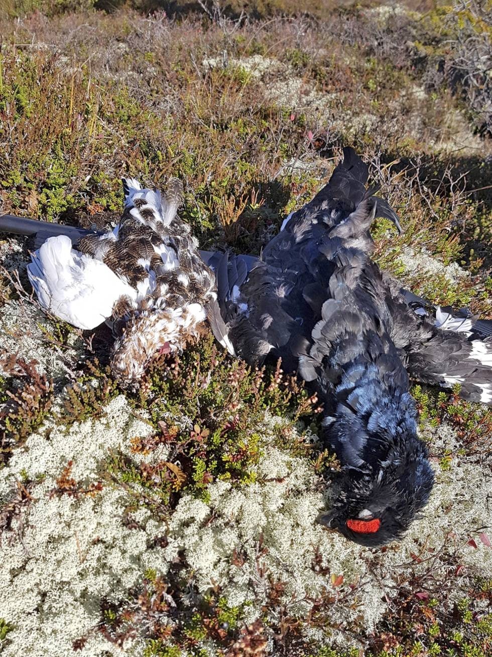 EGEN EMBALLASJE: Både skogsfugl og ryper holder seg best i fryseren i sitt eget gode, fjærkledde skinn. Ulempen er at det tar en del plass. EGEN EMBALLASJE: Både skogsfugl og ryper holder seg best i fryseren i sitt eget gode, fjærkledde skinn. Ulempen er at det tar en del plass.