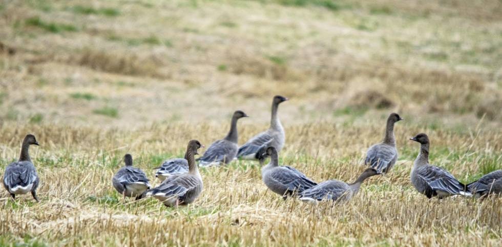 Trøndergås: Kortnebbgås er ikke så vanlig i innlandet, men desto flere flyr over Trøndelag. 9 av 10 felles der. (Foto: Jo Stenersen) Kortnebbgås i åkeren