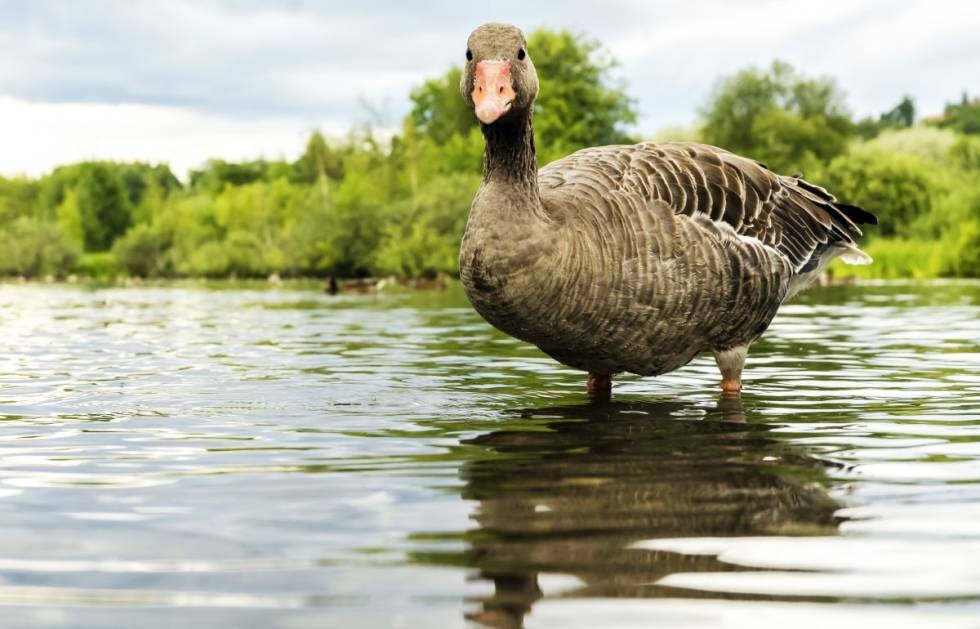 På grunt vann: Gjess holder seg gjerne på grunne områder, noe du kan utnytte der de overnatter. (Foto: Jo Stenersen) På grunt vann: Gjess holder seg gjerne på grunne områder, noe du kan utnytte der de overnatter. (Foto: Jo Stenersen)