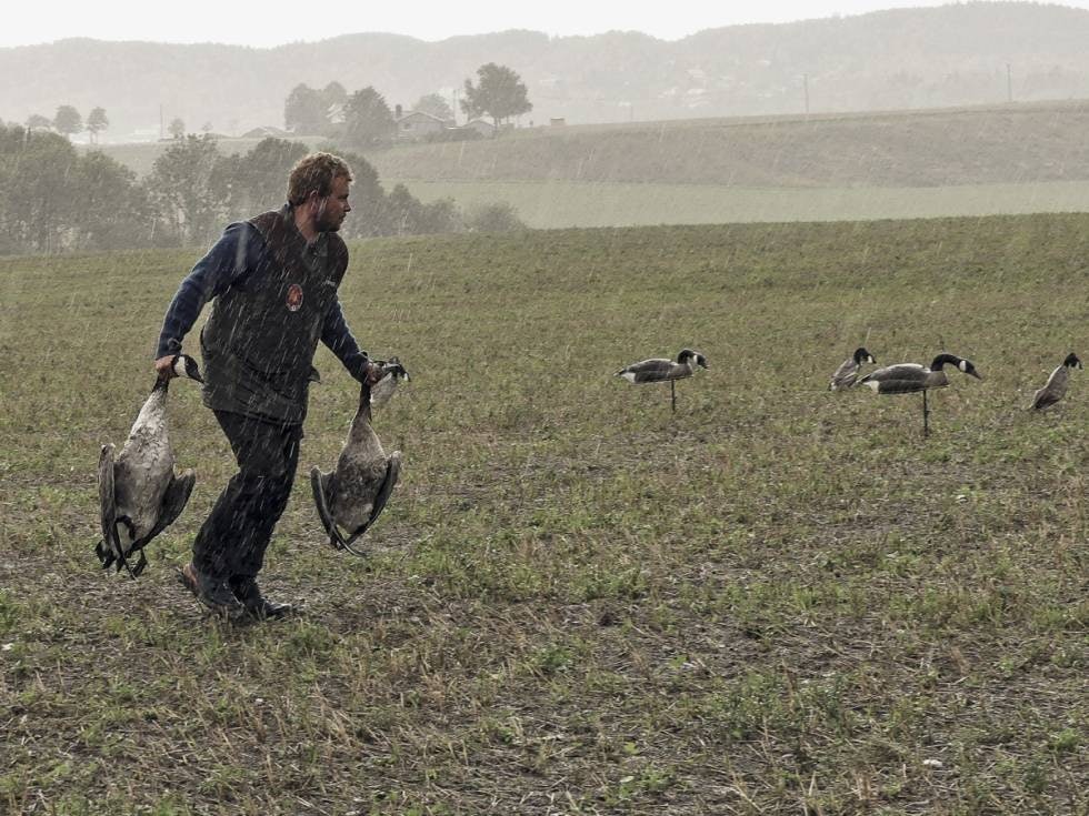 Regn med regn: Været skifter brått, med sensommerbyger og torden. Skutte gjess bør hentes med en gang, slik at de ikke varsler innkommende fugl om at skumle ting er i gjære i enga. Foto: Vidar Nysæter Regn med regn: Været skifter brått, med sensommerbyger og torden. Skutte gjess bør hentes med en gang, slik at de ikke varsler innkommende fugl om at skumle ting er i gjære i enga. Foto: Vidar Nysæter