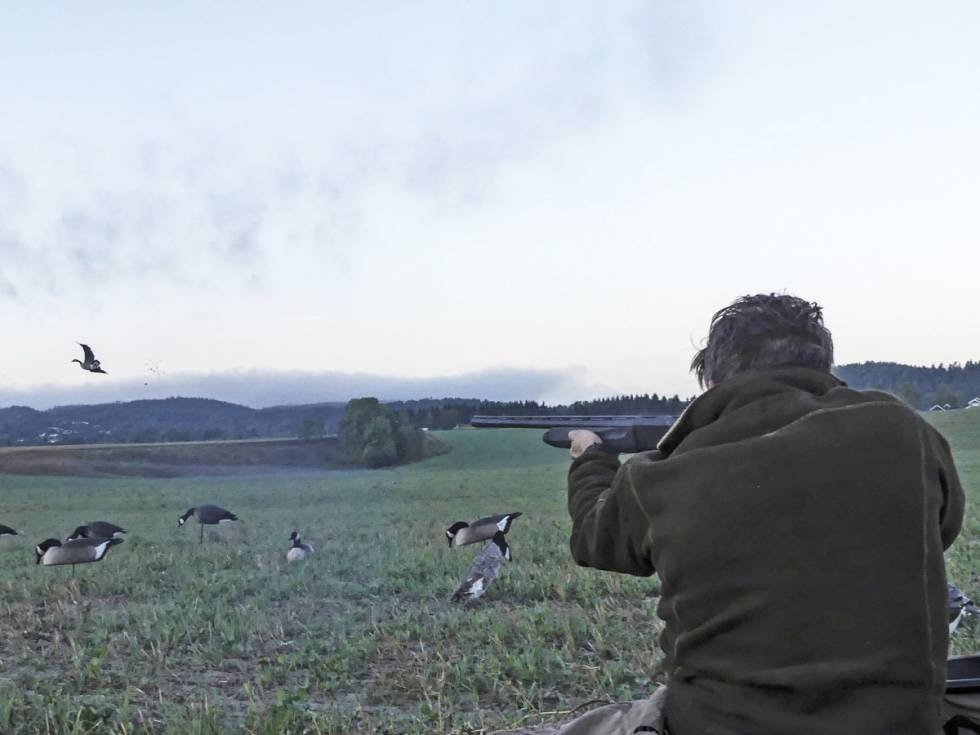 Sikker skyting: Ofte foregår gåsejakt på jorder i nærheten av bebyggelse, så husk sikker skuddretning og sikkerhetsavstand. (Foto: Vidar Nysæter) Sikker skyting: Ofte foregår gåsejakt på jorder i nærheten av bebyggelse, så husk sikker skuddretning og sikkerhetsavstand. (Foto: Vidar Nysæter)