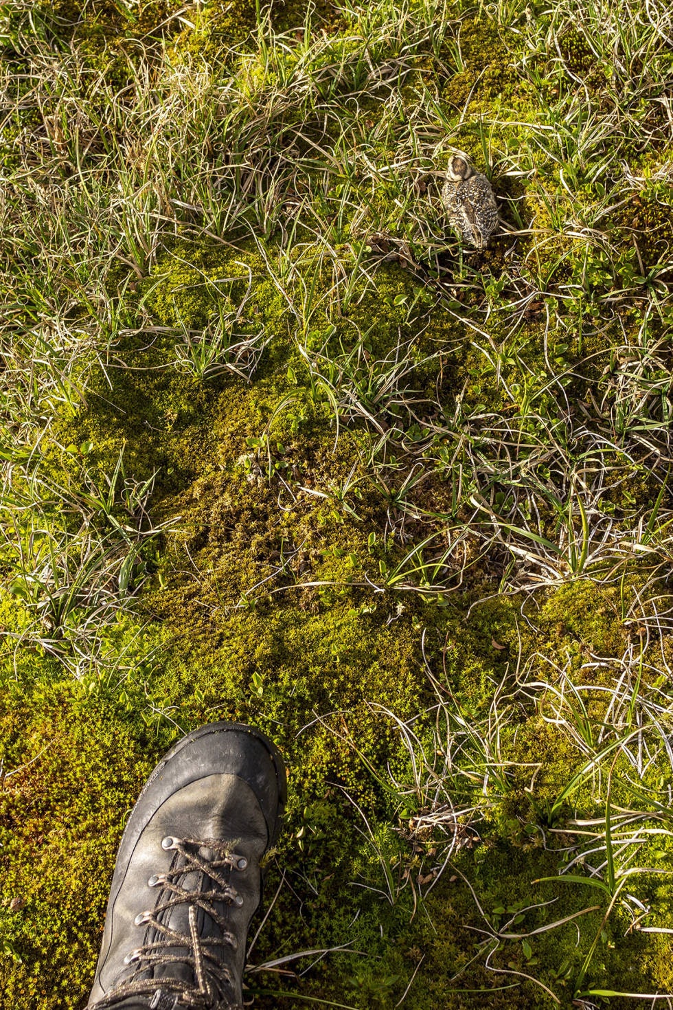 Klimatrussel: Når klimaet blir varmt nok, vil skogen krype opp på høyfjellet og gi mindre plass for sårbare fjellrypekyllinger. (Foto: Åsgeir Størdal) Klimatrussel: Når klimaet blir varmt nok, vil skogen krype opp på høyfjellet og gi mindre plass for sårbare fjellrypekyllinger. (Foto: Åsgeir Størdal)