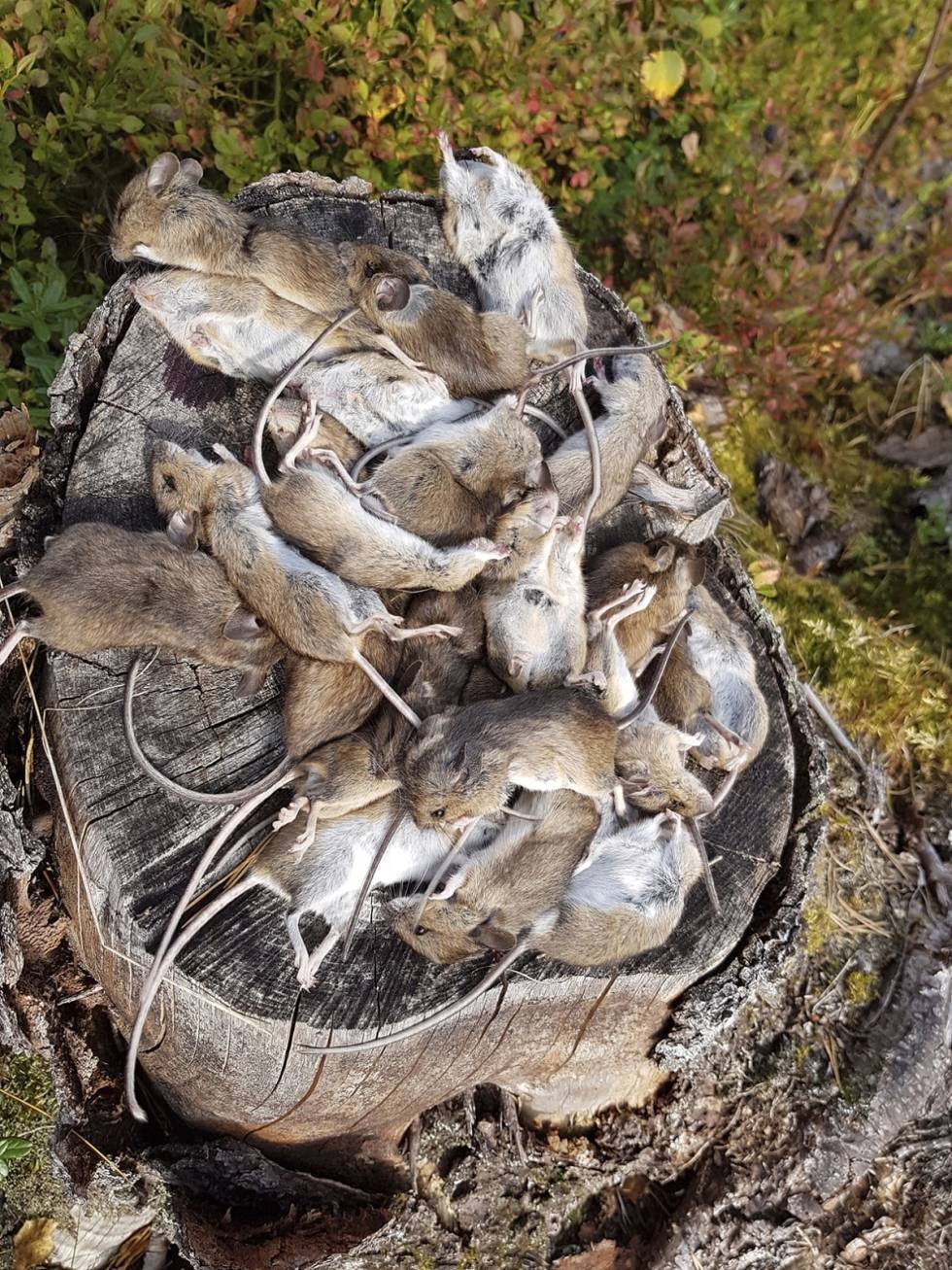 Smågnagerår: Musebestandene har sykliske bunner og topper, og i gode år kan det aule av mus i skogen.