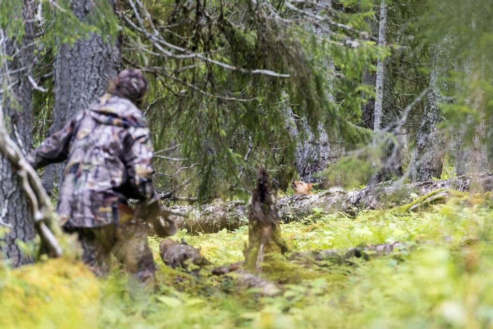 Treskjeller: Nervene står i spenn når du nærmer deg spetsen og følger blikket opp i treet. Treskjeller: Nervene står i spenn når du nærmer deg spetsen og følger blikket opp i treet.