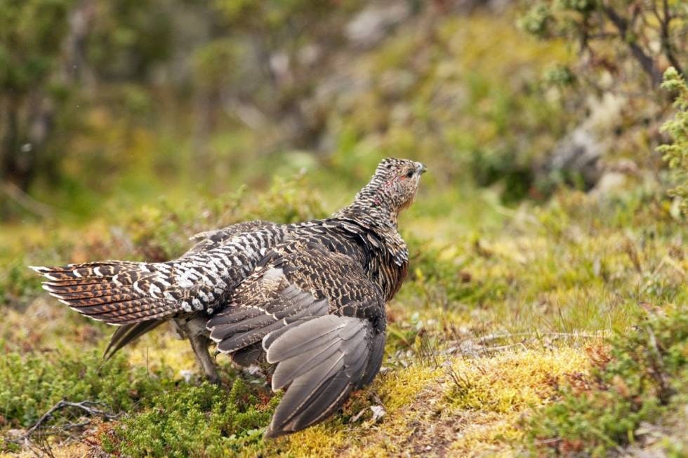 Ettersøkt: Ei vingeskutt røy med friske bein springer utrolig raskt og kan være vanskelig å finne. Ettersøkt: Ei vingeskutt røy med friske bein springer utrolig raskt og kan være vanskelig å finne.
