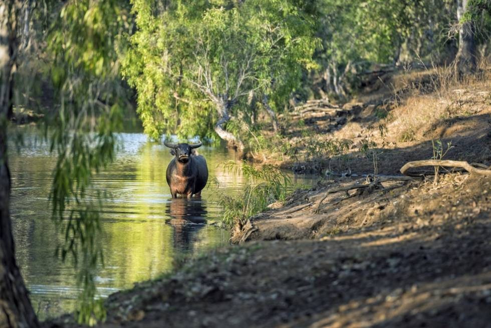 Hete: På midten av dagen må både folk og fe søke ly for den steikende sola. Mens vi foretrekker teltcampen, hviler bøflene i skyggene på høydedrag eller i kjølende elvevann. Hete: På midten av dagen må både folk og fe søke ly for den steikende sola. Mens vi foretrekker teltcampen, hviler bøflene i skyggene på høydedrag eller i kjølende elvevann.