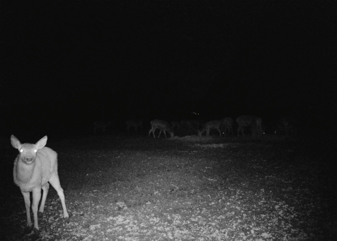 Bilde tatt av hjort om natten med viltkamera Bolyguard MG98 4G 36M