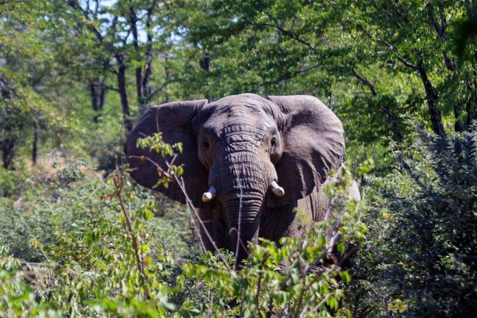 SOLID: Er nødvendig på elefant dersom man skal trenge gjennom skallen eller tykke bein og skinn som disse enorme dyrene har.