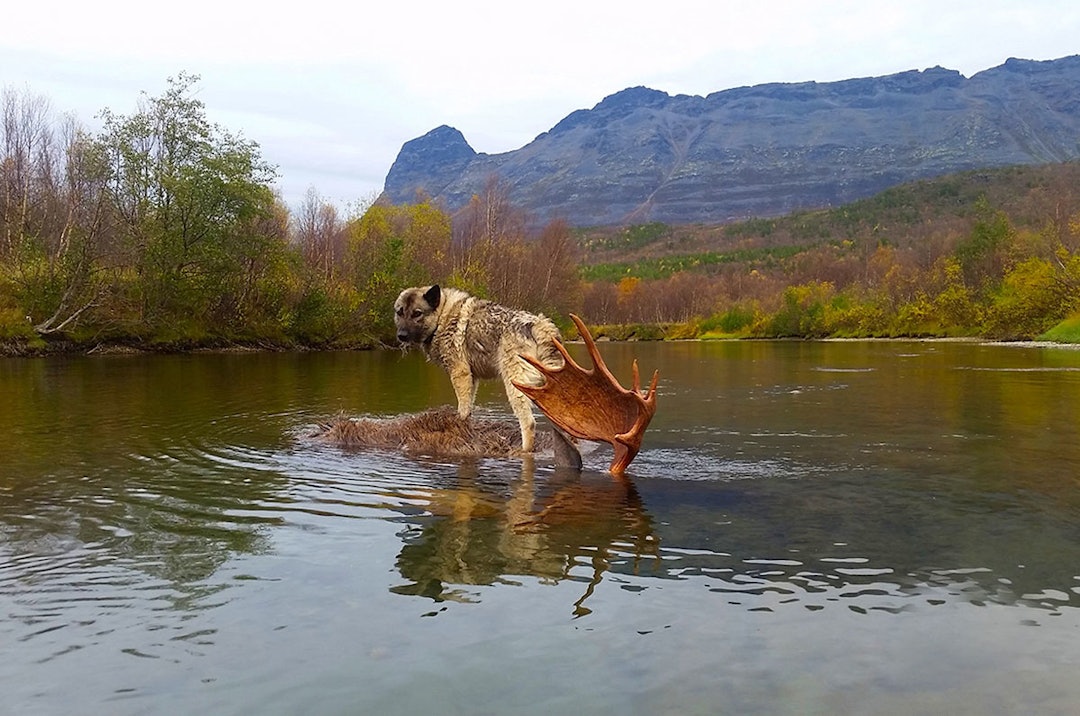 elgjakt grå elghund på elgokse i vannet
