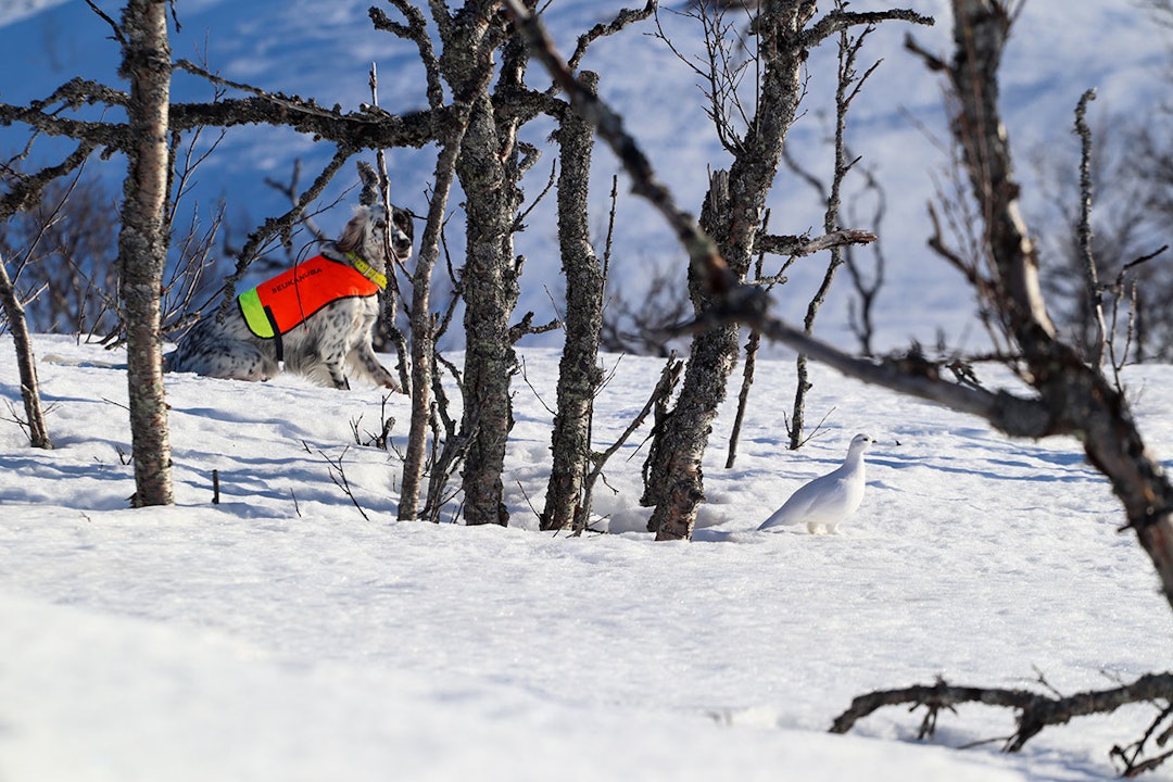 Hans Christian Fallans situasjon med engelsk setteren og vinterrypa ga 3. plass. engelsk setter vinterrype
