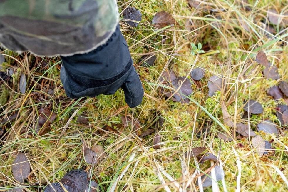 Myk mark: Det er en fordel om det ikke er frost i bakken, slik at man lettere kan lese hva slags dyr som har gått i terrenget.
