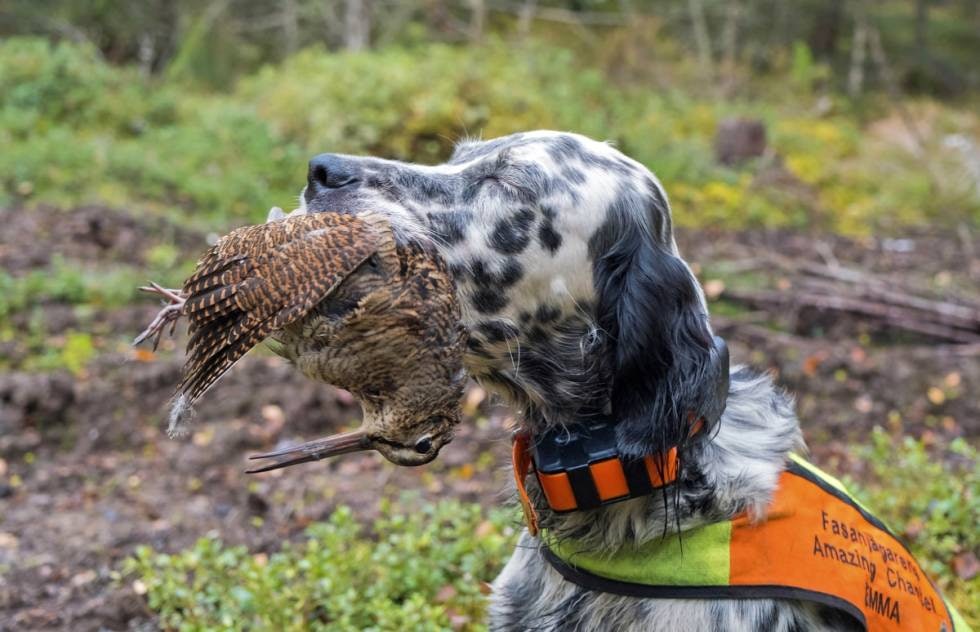 Ingen solist: Uten et godt forhold til eier, risikerer man å få en hund som jakter alene som den selv finner det for godt. Ingen solist: Uten et godt forhold til eier, risikerer man å få en hund som jakter alene som den selv finner det for godt.