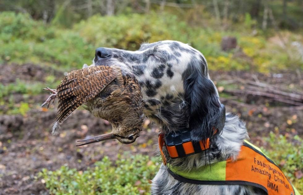 Ingen solist: Uten et godt forhold til eier, risikerer man å få en hund som jakter alene som den selv finner det for godt.