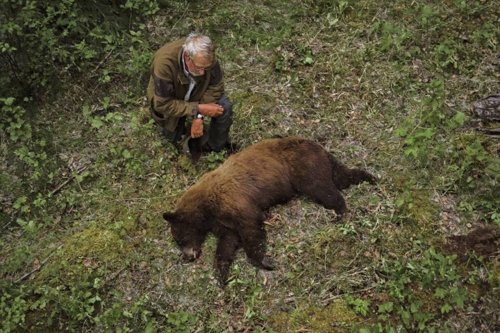 jaktreise canada svartbjørn svartbjørnjakt kanada bjørnejakt