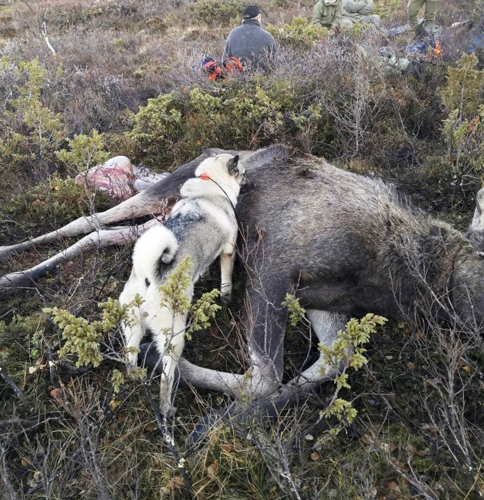 Norsk elghund grå gråhund avl på jakthund til elgjakt og hjortejakt