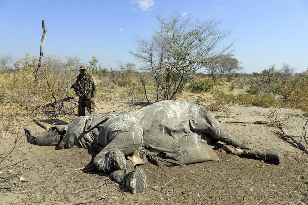 Tyvjakt: Elefant skutt av krypskyttere som kun var ute etter støttennene. Etterforskning pågår og man har godt håp om at saken blir oppklart. (Foto: Jaco Visagie)