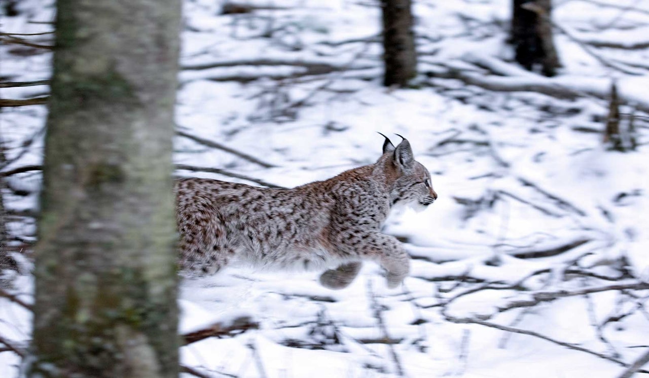 Gaupekvotene opprettholdes i 2022, til tross for fire klagesaker. (Arkivfoto: Thomas Lindy Nissen) Gaupe løper gjennom skogen