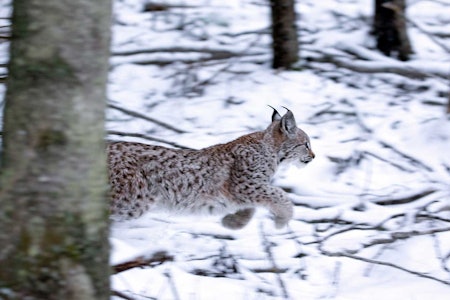Gaupekvotene opprettholdes i 2022, til tross for fire klagesaker. (Arkivfoto: Thomas Lindy Nissen) Gaupe løper gjennom skogen