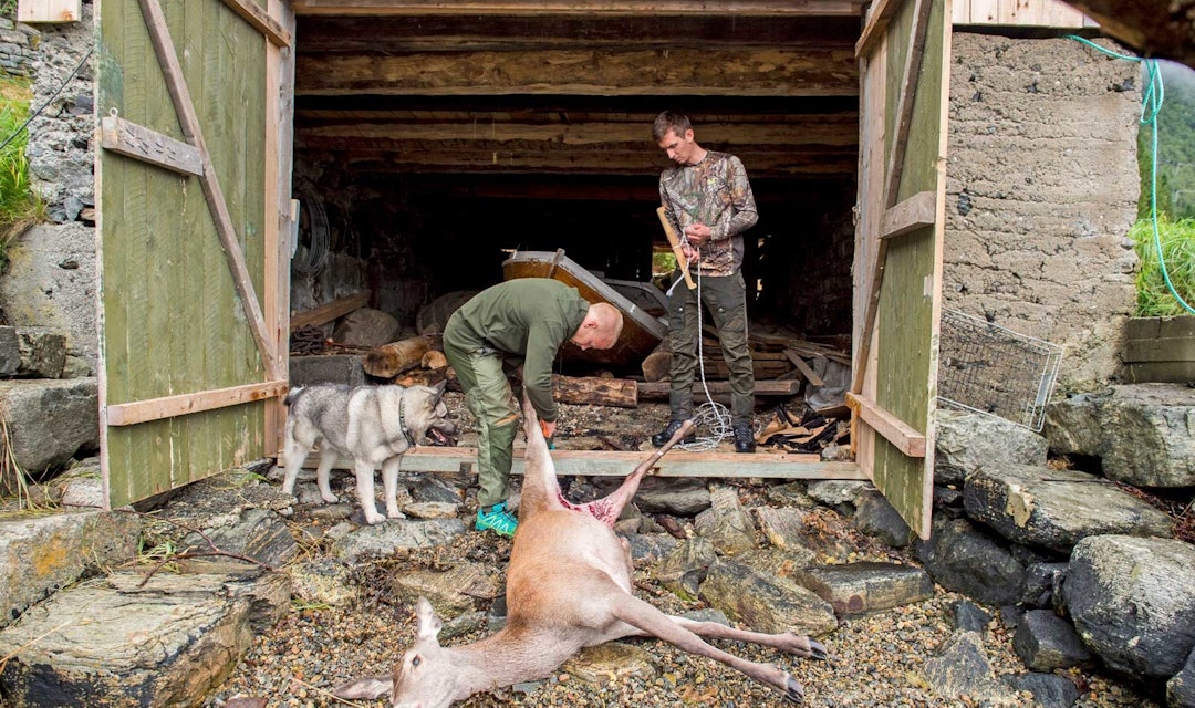KREATIVT: Det finnes mange kreative slakterom rundt om i landet. Uansett hvordan slakterommet er utformet, så må dyret henges opp når det flås for å ivareta et rent slakt. Foto: Jo Stenersen hjemmeslakt