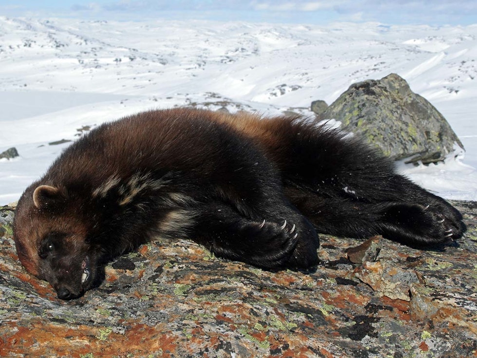 Leder i rovviltutvalget for Surnadal og Rindal kommune mener det er nødvendig at SNO kommer på banen i slutten av den ordinære lisensjakta for å sikre mest mulig uttak av jerv før ynglingen. Bildet viser en annen jerv skutt i Bykle. Foto: Miljødirektoratet / SNO SNO jerv bykle