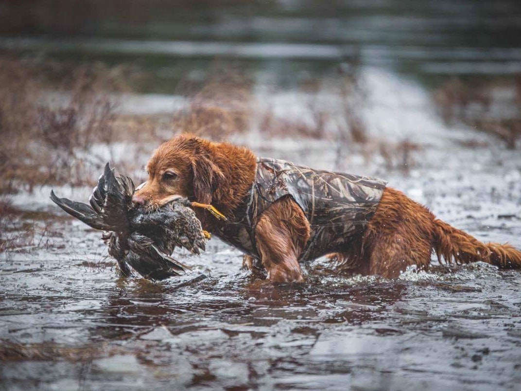 Én av golden retrieverne til Benedicte Skaarnes, kjent for mange under instagramkontoen @benedictegundogs. Hun avler selv på jaktlinjer av Golden retriever. Foto: Stine & Jarlen golden retriever til bruk på jakt. Foto: stineogjarlen