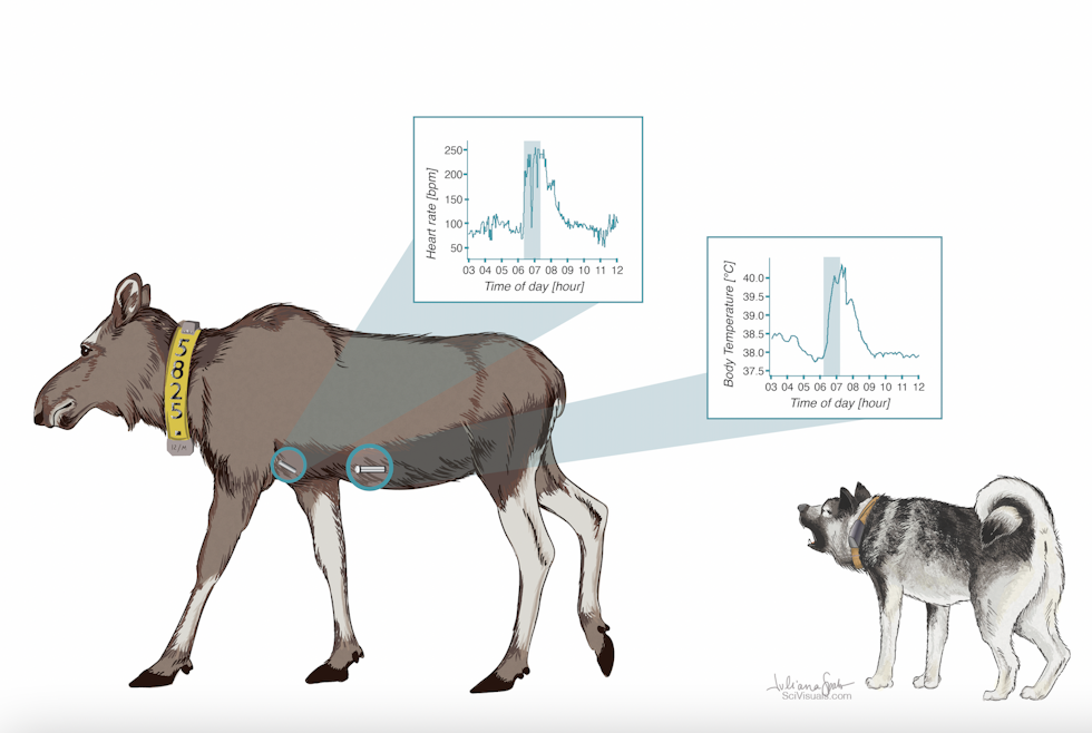 Vitenskapelig illustrasjon av forskning på elg. Illustrasjon: Juliana Spahr/Høgskolen i Innlandet